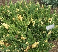 Chinese Juniper Variegated Parsonii