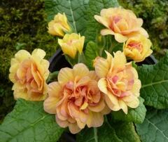 Primula, Double English Primrose 'Sunshine Susie'