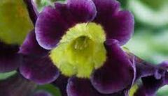 Primula, Border Auricula, Garden Primrose 'Gigantea'