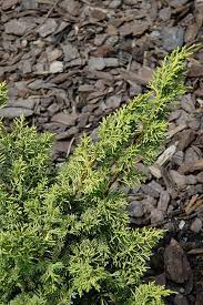 Chinese Juniper Golden Blaauw