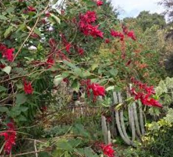 Salvia Species, Wagners Sage