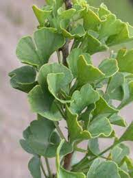 Ginkgo, Maidenhair Tree Chase Manhattan