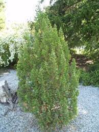 Atlantic White Cedar Little Jamie