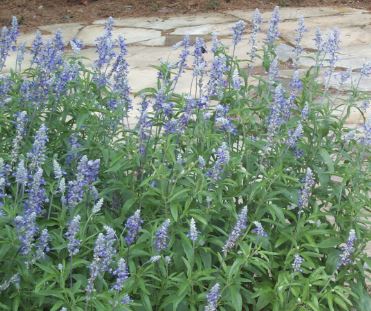 Salvia Species, Texas Blue Sage
