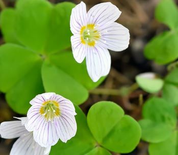 Oxalis Species, Wood Sorrel