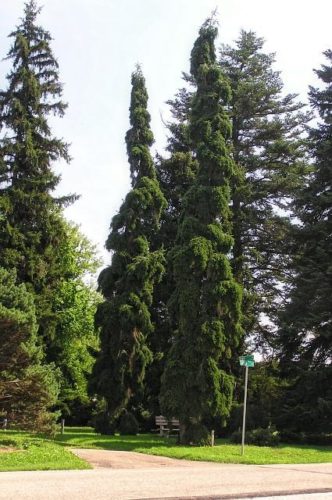 European Silver Fir, Swiss Pine Green Spiral