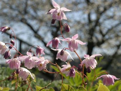 Epimedium, Youngs Barrenwort Roseum