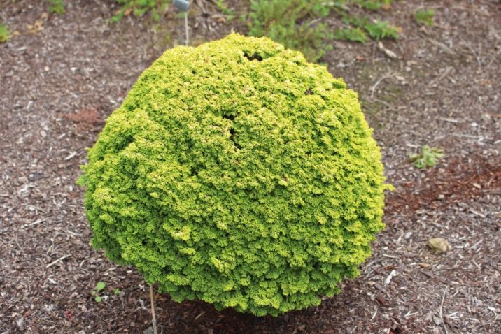 Hinoki False Cypress Golden Sprite