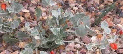 Sphaeralcea Species, Jones Globemallow, Tufted Globemallow
