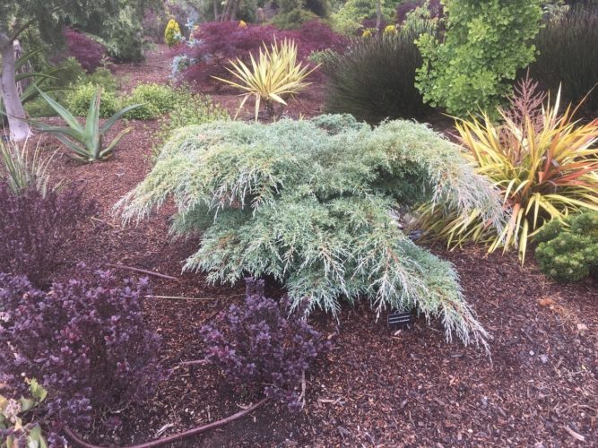Cupressus, Monterey Cypress Greenstead Magnificent