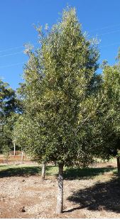 Brown Pine