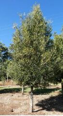 Brown Pine