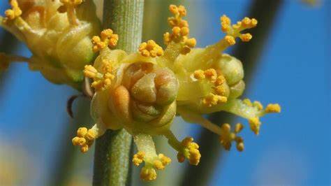 Ephedra Species, Rough Joint-Fir
