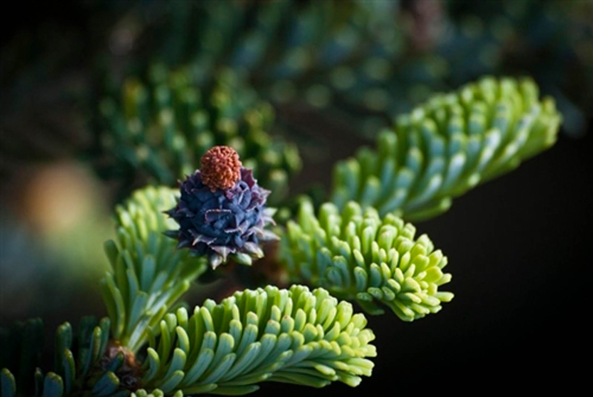 Korean Fir Piccolo