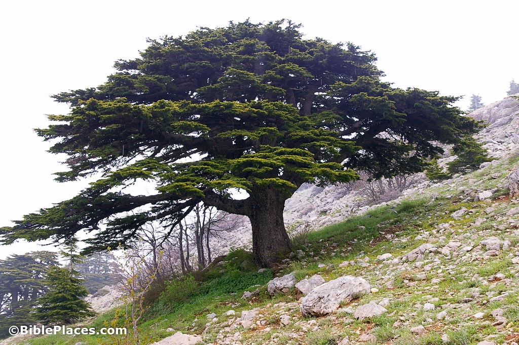 Lebanon Cedar, Cedar of Lebanon Aurea Prostrata