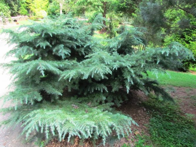 Deodar Cedar, Himalayan Cedar Prostrata