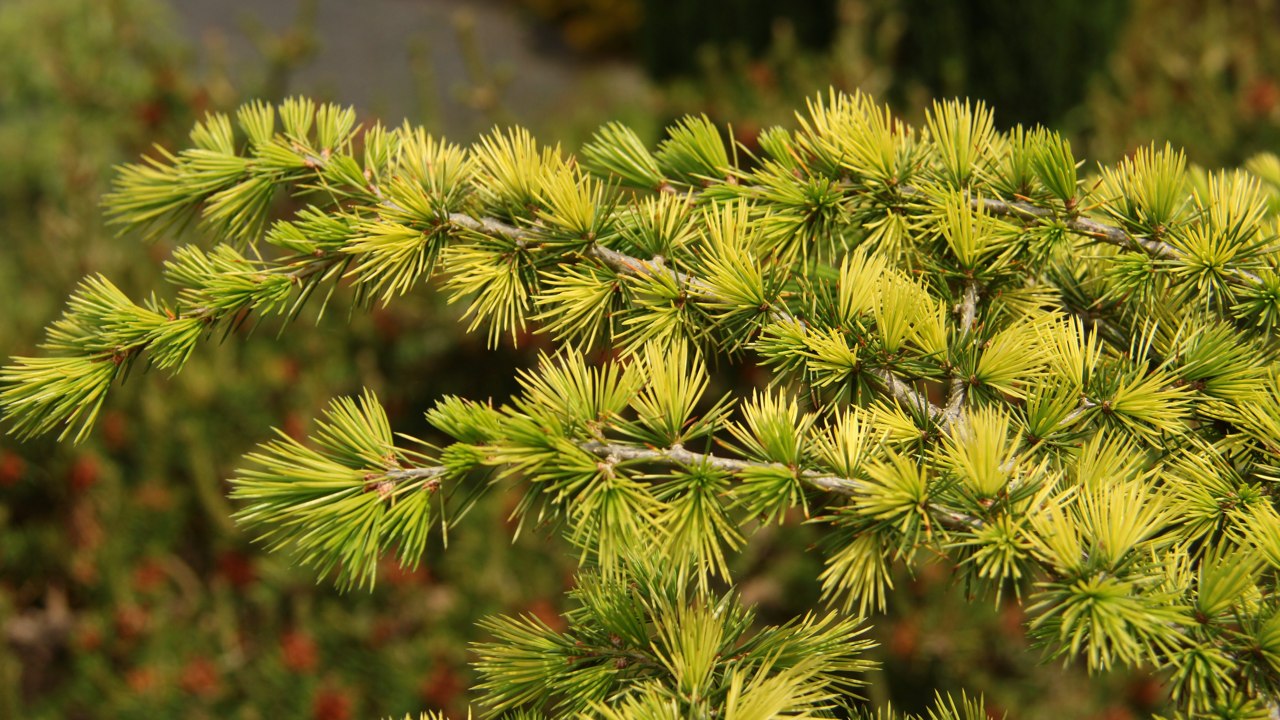 Lebanon Cedar, Cedar of Lebanon Gold Tip