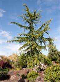 Lebanon Cedar, Cedar of Lebanon Pendula