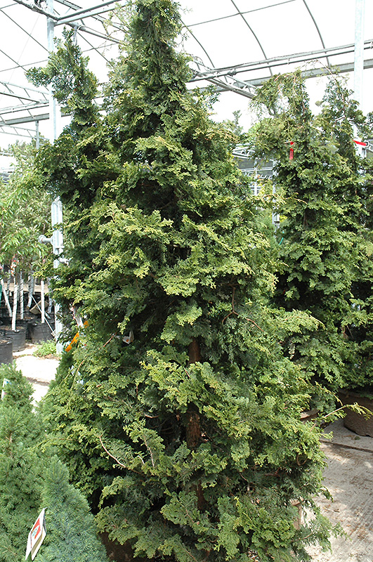 Hinoki False Cypress Gazebo