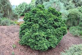 Hinoki False Cypress Leprechaun