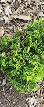Hinoki False Cypress Little Markey