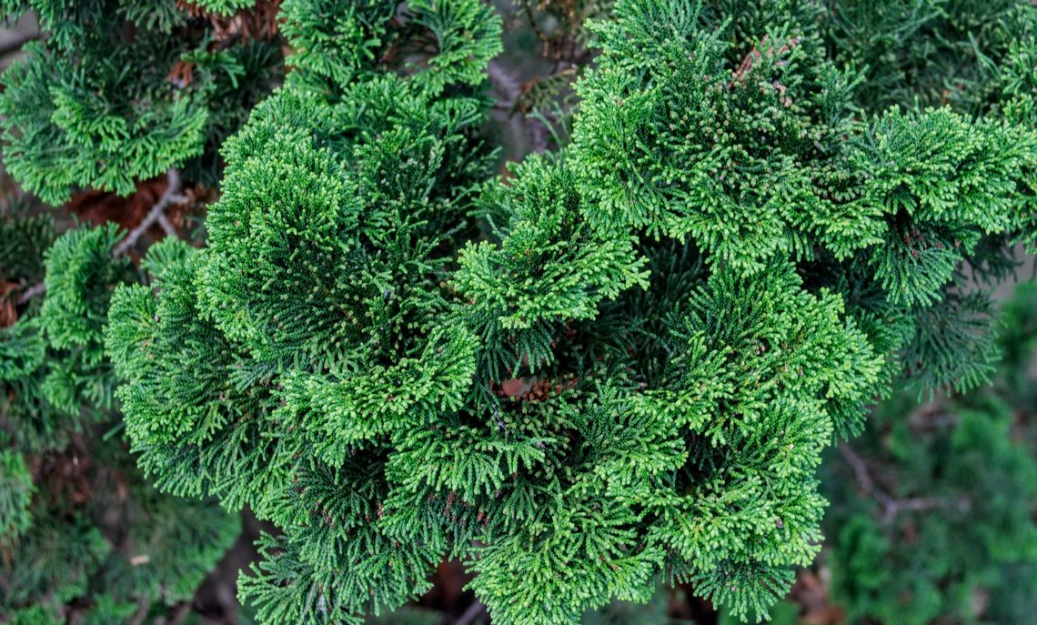 Hinoki False Cypress Lougheed