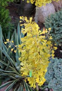 Ginkgo, Maidenhair Tree Robbies Twist