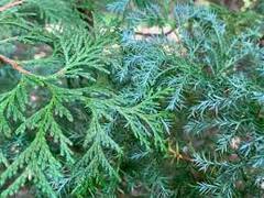Sawara False Cypress, Boulevard Cypress, Blue Moss Cypress 'Squarrosa Aurea'