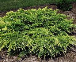 Chinese Juniper Old Gold