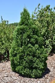 White Cedar, Eastern Arborvitae, American Arborvitae Holmstrup
