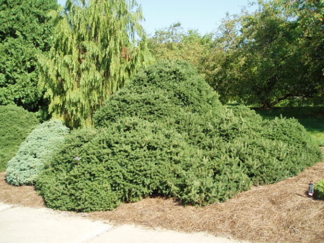 Norway Spruce Echiniformis