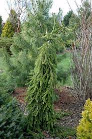 Norway Spruce Frohburg