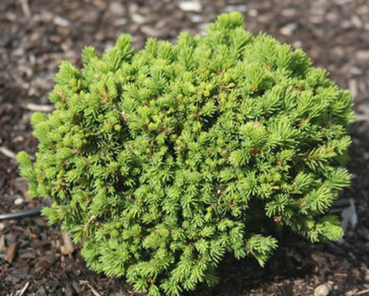 Dwarf Norway Spruce Hasin