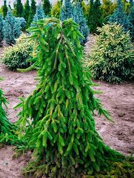 Picea, Weeping Norway Spruce Pendula