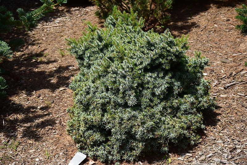 Serbian Spruce Kamenz
