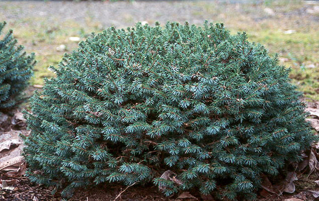 Serbian Spruce Pimoko