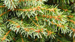 Serbian Spruce Treblitzsch