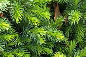 Serbian Spruce Tremonia