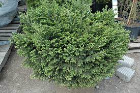 Oriental Spruce Bergmans Gem