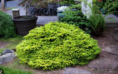Picea, Oriental Spruce Tom Thumb