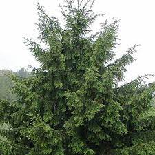 Oriental Spruce Gowdy