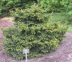 Oriental Spruce Nana