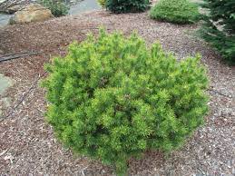 Jack Pine Manomet