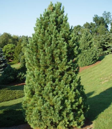 Swiss Stone Pine, Arolla Pine Compacta