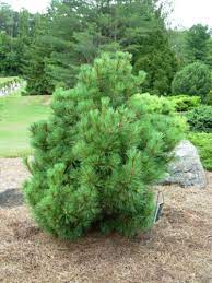 Swiss Stone Pine, Arolla Pine Pygmaea