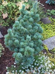 Japanese White Pine Aoi