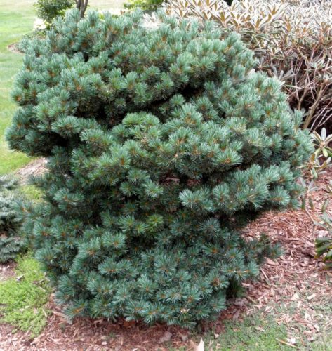 Japanese White Pine Azuma-goyo