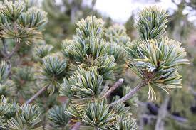 Japanese White Pine Brevifolia