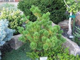 Japanese White Pine Burkes Bonsai