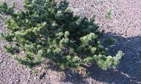 Japanese White Pine Dai-ho
